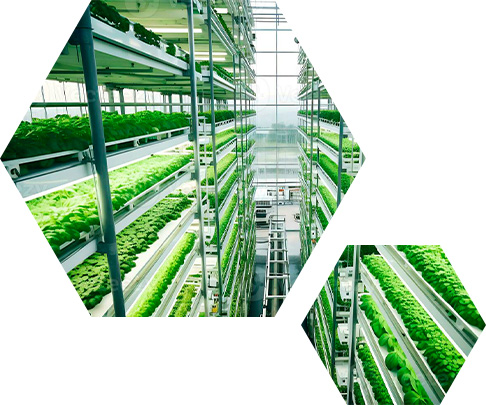 Staircase Farm is an innovative vertical farming solution designed to optimize agricultural space and improve the efficiency of plant cultivation. Its unique stair-like structure allows for a high concentration of plants to grow in a compact area, making it ideal for urban settings or environments with limited space